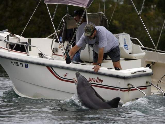 Popular Sarasota dolphin found dead..!!